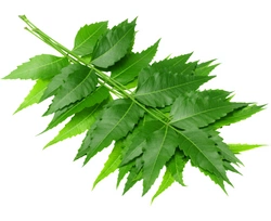 The SkinScience Company Neem Oil